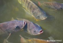 钓鱼时判断窝子里鱼多鱼少的方法