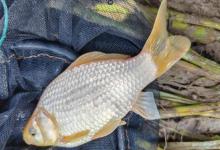 为什么冬天钓的鲫鱼普遍更大？揭秘“冬鲫肥美”的背后真相