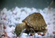 养龟八年从不用过滤，揭秘老一辈糙养哲学的智慧