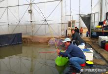 黑坑大棚偷驴难度大的4个原因