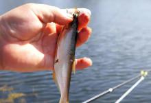 新手钓鱼避坑指南｜这些坑我替你踩过了，速看少走弯路！