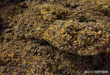 泡坏了的窝料先别急着丢，换个方法用效果大大的好！