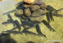 冬季大晴天鲫鱼喜欢晒太阳的原因