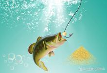 黑坑正钓时鱼的活动规律