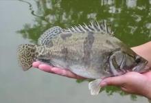让人难忘满身花纹的淡水珍宝！钓到这样的鱼赶紧准备葱姜蒜！