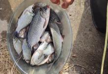 告别“空军”！7种常见淡水鱼作钓技巧，新手照抄轻松爆护！