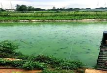 外塘龟的美丽谎言，究竟骗了多少养龟爱好者？