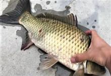 冬季野钓鲫鱼找不到好钓位？那是你没找到鲫鱼藏身的地方