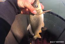 水深低于1米，钓鱼要小心，这几件事尽量不要做！