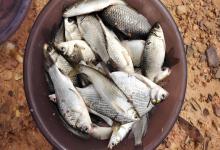 照着做就行！冬季钓鱼“4大黄金法则”，告别空军，轻松爆护不是梦！