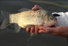 淡水“卷王”的传奇一生！读懂鲫鱼，你就读懂了“适者生存”