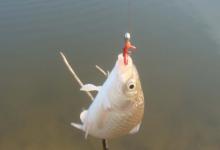 别把钓鲫鱼搞复杂了！核心就三样，搞懂直接起飞