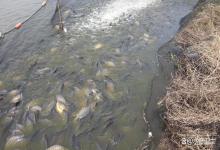 冬季鱼身上长水霉怎样处理？鱼塘草鱼水霉病怎么治最快？教你一招
