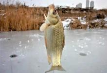 零下还能连杆？冬季钓鲫鱼的2大终极饵料，再冷的水也能撬开鱼嘴！