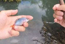 还在傻傻钓底？鳑鲏“爆护”核心就2字：浅、勤！做不到真活该钓不到