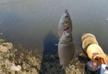 冬天钓大板鲫秘诀：记住“三黄金一避开”，板鲫连竿不是梦