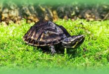 避坑指南！这几种龟公认好养吗？别再让认知偏差害死你的龟