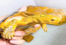 挑战一篇文章教会你养龟！这9点做对乌龟多活10年！附靠谱龟商挑选秘籍