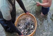 北方鱼池越冬必看！3 件关键事没做好，一冬鱼全损？避坑干货