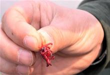 冬季野钓如何正确使用红虫？酒米怎样泡制，才能聚鱼快，留鱼久？