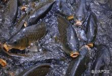 冬季鱼塘水质差应该怎么处理？鱼塘水质变差怎么解决？此法靠谱