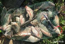 冬季钓野河，鱼竿不是越长越好，3.6米照样狂口