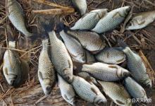 冬季钓鱼，如何确保饵料状态？这是让鱼就饵的关键