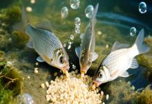 野钓鲫鱼打窝全攻略：这样打窝，大板鲫连竿上！