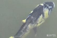 存塘鱼感染水霉怎么治疗？鱼塘里的鱼发现水霉病如何治理？收藏