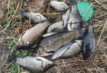 传统钓鲫鱼，一看就会一试就废，其中敲门绝对不少