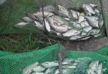 冬季钓鱼聚鱼不易,几个饵料配方,加速大鲫鱼进窝