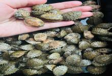 别再盲目养龟苗!揭秘老玩家才知道的“延迟喂食”秘诀,存活率翻倍不是梦