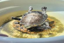 秋冬龟晒太阳怎么才安全?避开温差“隐形杀手”,安全晒背有诀窍