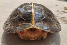 别再当“韭菜龟”!避开这些坑,教你挑一只陪你十年以上的真命天龟