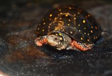 龟龟三大“超能力”震惊科学界：养得越久，越觉得人类才是初学者