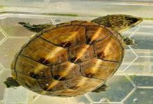 好养、便宜、长不大？寻找六边形完美宠物龟的残酷真相