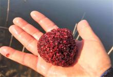 冬季用红虫钓鱼有学问，有些黑坑不准用红虫作钓，为什么？