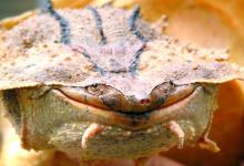 微笑龟族大PK：治愈系VS憨憨系，你家的是哪种“笑脸天使”？