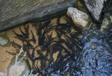 近岸才是鱼儿的天堂！揭秘水域边缘的3大生存法则，钓鱼人必知的黄金鱼道！