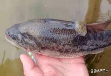 越冬期头号杀手水霉如何治？3招处理越冬鱼水霉病，用一个好一个