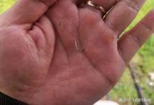 冬季野钓频繁跑鱼，到底是钩大了还是钩小了？