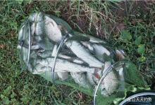 过了冬至怎么钓鱼？常用4个连杆招数，天冷正好钓大鲫