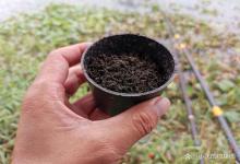 蚯蚓除了挂钩，就只有这样用效果最好！大板鲫都难以抵挡疑惑