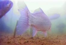 低气压天气如何逆袭？野钓高手的3个绝招！