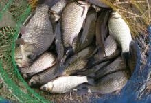 冬钓鲫鱼“封神”指南：这5个细节做对，大板鲫连竿到手软！