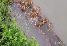 虾塘越冬有哪些管理诀窍？越冬期虾塘如何管理？看完少走弯路