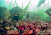 冬钓不空军！揭秘老钓手压箱底的爆护窝料配方