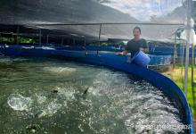 鲫鲤养殖的投喂习惯对黑坑钓鱼的影响