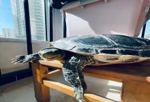 乌龟体型“潜规则”！龟友买龟别贪大，这个尺寸才真香