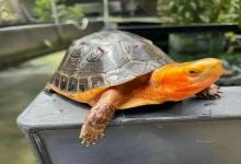 抄底龟市！这五种理财龟价格稳如老狗，没有炒作成分，第一名玩家抢疯